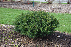 Stonehenge Dark Druid Yew (Taxus x media 'SMNTHDB') at Lakeshore Garden Centres