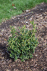 NewGen Independence Boxwood (Buxus 'SB 108') at A Very Successful Garden Center