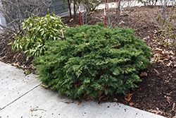 Montana Moss Juniper (Juniperus chinensis 'SMNJCHM') at Lakeshore Garden Centres