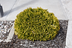 Anna's Magic Ball Arborvitae (Thuja occidentalis 'Anna Van Vloten') at Lakeshore Garden Centres