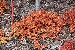 Double Play Candy Corn Spirea (Spiraea japonica 'NCSX1') at Peter Knippel Garden Centre