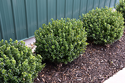 NewGen Freedom Boxwood (Buxus 'SB 300') at Lakeshore Garden Centres