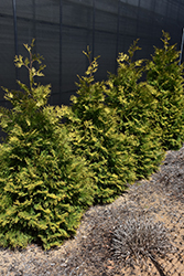 Fluffy Arborvitae (Thuja plicata 'SMNTPGF') at Lakeshore Garden Centres