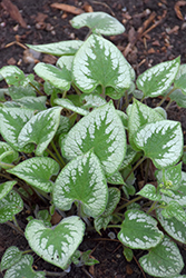 Emerald Mist Bugloss (Brunnera macrophylla 'Emerald Mist') at Lakeshore Garden Centres