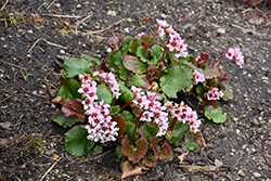 Fairytale Romance Bergenia (Bergenia 'Fairytale Romance') at Lakeshore Garden Centres