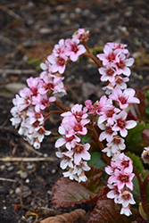 Fairytale Romance Bergenia (Bergenia 'Fairytale Romance') at Lakeshore Garden Centres