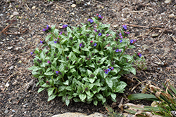 Spot On Lungwort (Pulmonaria 'Spot On') at A Very Successful Garden Center