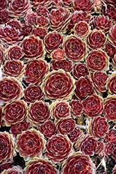 Rocknoll Rosette Hens And Chicks (Sempervivum 'Rocknoll Rosette') at Lakeshore Garden Centres