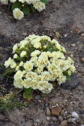 BELARINA CREAM Primrose (Primula vulgaris 'Kerbelcrem') at Golden Acre Home & Garden