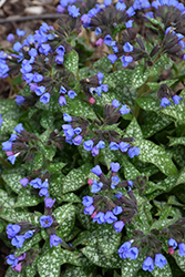 Pink-A-Blue Lungwort (Pulmonaria 'Pink-A-Blue') at Golden Acre Home & Garden