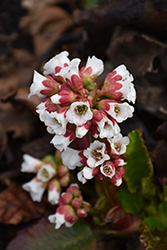 Peppermint Patty Bergenia (Bergenia 'Peppermint Patty') at Lakeshore Garden Centres