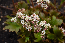 Karasuba Mukdenia (Mukdenia rossii 'Karasuba') at Lakeshore Garden Centres