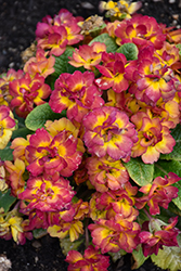 BELARINA NECTARINE Primrose (Primula vulgaris 'Kerbelnec') at Lakeshore Garden Centres