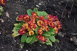 BELARINA NECTARINE Primrose (Primula vulgaris 'Kerbelnec') at Lakeshore Garden Centres