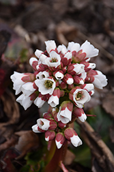 Happily Ever After Bergenia (Bergenia 'Happily Ever After') at Lakeshore Garden Centres