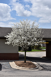 Callery Ornamental Pear (Pyrus calleryana) at Lakeshore Garden Centres