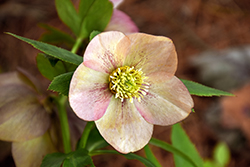 Honeymoon Tropical Sunset Hellebore (Helleborus 'Tropical Sunset') at Lakeshore Garden Centres