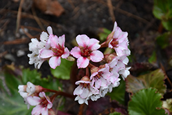 Ripple Effect Bergenia (Bergenia 'Ripple Effect') at Lakeshore Garden Centres