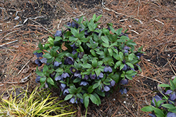 Honeymoon Vegas Nights Hellebore (Helleborus 'Vegas Nights') at Lakeshore Garden Centres