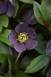 Honeymoon Vegas Nights Hellebore (Helleborus 'Vegas Nights') at Lakeshore Garden Centres