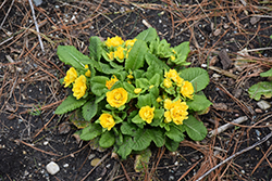 Prima Belarina Mandarin Primrose (Primula vulgaris 'Kerbelman') at Lakeshore Garden Centres