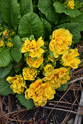 Prima Belarina Mandarin Primrose (Primula vulgaris 'Kerbelman') at Lakeshore Garden Centres