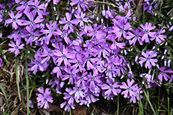 Bedazzled Orchid Phlox (Phlox 'Bedazzled Orchid') at Lakeshore Garden Centres