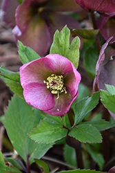 HGC Madame Lemonnier Hellebore (Helleborus 'Madame Lemonnier') at Lakeshore Garden Centres