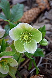 Snow Bunting Hellebore (Helleborus 'Snow Bunting') at Lakeshore Garden Centres