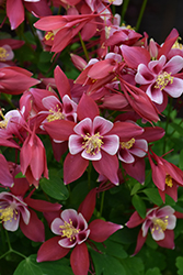 Winky Red And White Columbine (Aquilegia 'Winky Red And White') at Lakeshore Garden Centres