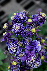 Winky Double Dark Blue And White Columbine (Aquilegia 'Winky Double Dark Blue And White') at Lakeshore Garden Centres