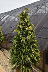 Golden Showers Lawson Falsecypress (Chamaecyparis lawsoniana 'Golden Showers') at Lakeshore Garden Centres
