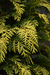 Golden Showers Lawson Falsecypress (Chamaecyparis lawsoniana 'Golden Showers') at Lakeshore Garden Centres