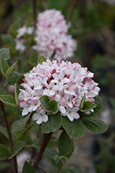 Spice Girl Koreanspice Viburnum (Viburnum carlesii 'Spiro') at Lakeshore Garden Centres