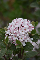 Sugar n' Spice Koreanspice Viburnum (Viburnum carlesii 'Select S') at Lakeshore Garden Centres