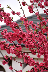 Magnifica Red Flowering Peach (Prunus persica 'Magnifica') at Lakeshore Garden Centres