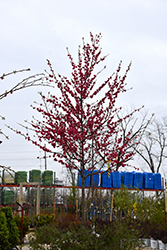 Magnifica Red Flowering Peach (Prunus persica 'Magnifica') at Lakeshore Garden Centres