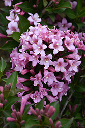 Pink Poppet Weigela (Weigela florida 'Pink Poppet') at Lakeshore Garden Centres