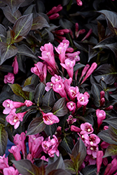 Dark Horse Weigela (Weigela florida 'Dark Horse') at Lakeshore Garden Centres