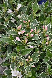 Magical Fantasy Weigela (Weigela florida 'Magical Fantasy') at Lakeshore Garden Centres