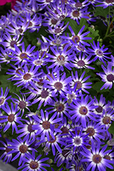 Primavera Blueberry Pericallis (Pericallis 'Primavera Blueberry') at Lakeshore Garden Centres