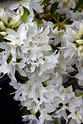 Cascade Azalea (Rhododendron 'Cascade') at Lakeshore Garden Centres