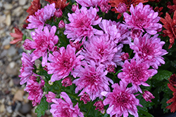 Wanda Lavender Chrysanthemum (Chrysanthemum 'Wanda Lavender') at Lakeshore Garden Centres