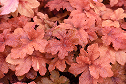Peachberry Ice Coral Bells (Heuchera 'Peachberry Ice') at Peter Knippel Garden Centre