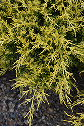 Casino Gold Chinese Juniper (Juniperus chinensis 'Casino Gold') at Lakeshore Garden Centres