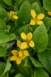 Green And Gold (Chrysogonum virginianum) at Lakeshore Garden Centres