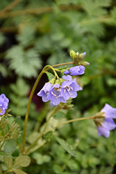 Blue Pearl Jacob's Ladder (Polemonium caeruleum 'Blue Pearl') at Lakeshore Garden Centres