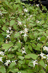 After Midnight Barrenwort (Epimedium 'After Midnight') at Lakeshore Garden Centres