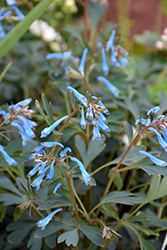 Hillier Porcelain Blue Corydalis (Corydalis flexuosa 'Hillier Porcelain Blue') at Lakeshore Garden Centres