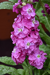Hot Cakes Pink Stock (Matthiola incana 'Hot Cakes Pink') at Lakeshore Garden Centres